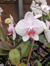 Phalaenopsis hybrid No ID