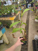 Nepenthes spectabilis x platychila BE-3760 *ROOTED CUTTING*