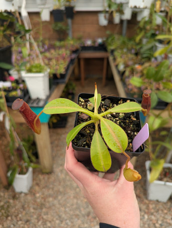 Nepenthes klossii x lowii BE-4634