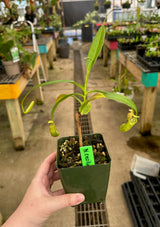 Nepenthes ceciliae (Mindanao, Philippines) *ROOTED CUTTING*