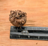 Amorphophallus konjac (dormant corm)