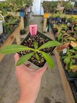 Nepenthes singalana x (burbidgeae x edwardsiana) BE-3984