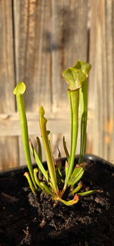 Sarracenia oreophila clay CO x "Hot Lips"