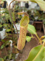 Nepenthes maxima x truncata *SPECIMEN*