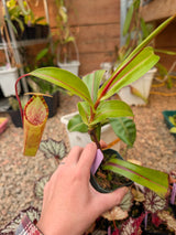 Nepenthes lowii x tentaculata BE-3970 *ROOTED CUTTINGS*
