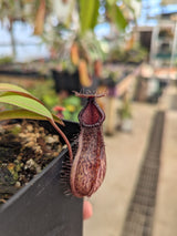 Nepenthes burkei x hamata BE-3747