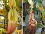Nepenthes veitchii x mollis seeds