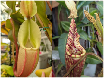 Nepenthes veitchii x mollis seeds