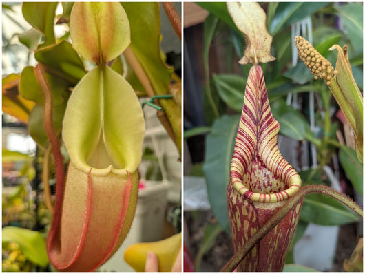 Nepenthes veitchii x mollis seeds
