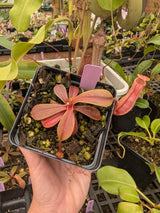 N. veitchii x ventricosa BE-4674