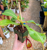 Nepenthes glandulifera x veitchii BE-3689 *SPECIMEN*