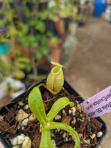 Nepenthes undulatifolia BE-4658