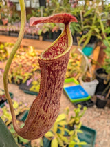 Nepenthes boschiana *SEED-GROWN*
