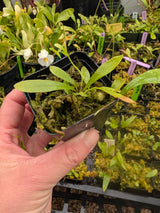 Utricularia longifolia