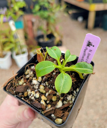 Nepenthes (lowii x macrophylla) x robcantleyi 