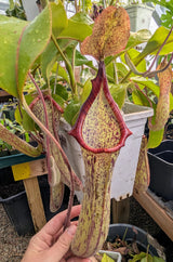 Nepenthes maxima x truncata *SPECIMEN*