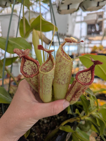 Nepenthes unknown rooted cuttings