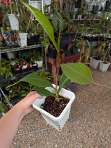 Nepenthes "Isis"