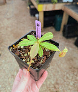 Nepenthes spectabilis x bongso BE-3991