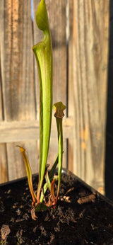 Sarracenia oreophila clay CO x "Hot Lips"
