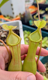 Nepenthes x Ventrata *SPECIMEN*