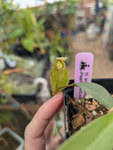 Nepenthes ampullaria x aristolochioides - BE-3658