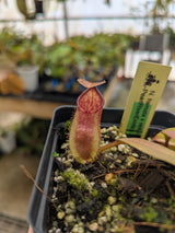 Nepenthes hamata (Tambusisi) x veitchii (Bario) BE-3943