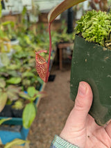 Nepenthes x Alisaputrana BE-3865 *SEED-GROWN*