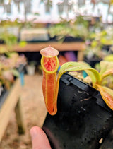 Nepenthes inermis x bongso (Natural Hybrid) BE-3897 *SEED-GROWN*