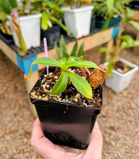 Nepenthes aristolochioides x veitchii BE-4565