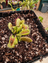 Dionaea muscipula 'Mammoth'