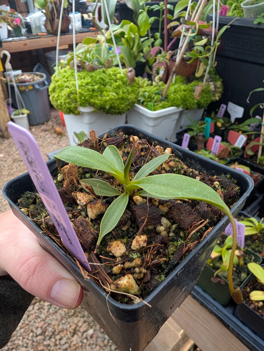 Nepenthes leonardoi  BE-4680
