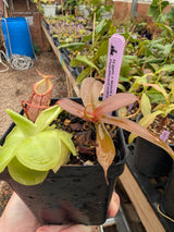 Nepenthes gymnamphora x tenuis BE-4069