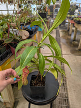 Nepenthes unknown varieties