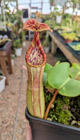 Nepenthes clipeata x (veitchii x lowii) BE-4625 *SPECIMEN*