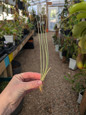 Tillandsia Baileyi vivipera