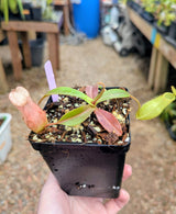 Nepenthes spectabilis x ampullaria BE-4587