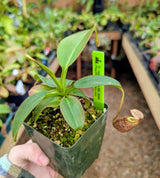 Nepenthes x Alisaputrana BE-3865 *SEED-GROWN*