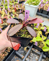 Nepenthes peltata BE-4613