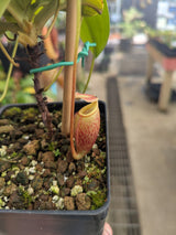 Nepenthes mira BE-3868 *SPECIMEN*