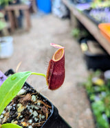 Nepenthes spathulata x dubia BE-3751