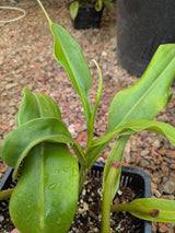 Nepenthes jacquelineae x truncata *ROOTED CUTTINGS*