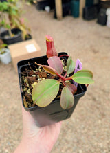 Nepenthes robcantleyi x palawanensis BE-4591