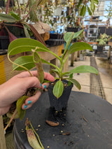 Nepenthes unknown varieties