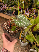 Begonia 'Summer Storm'