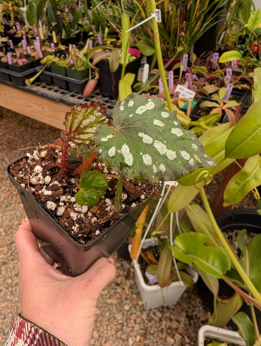 Begonia 'Summer Storm'