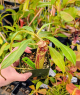 Nepenthes (burbidgeae x veitchii) x mollis AW *Rooted Cuttings*