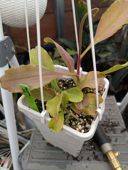 Nepenthes maxima *SEED GROWN SPECIMEN*