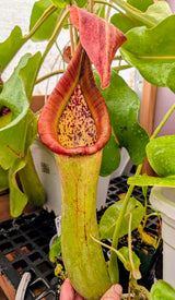 Nepenthes truncata (G) x carunculata Seeds