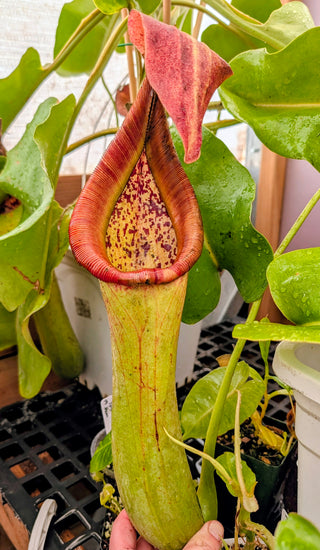 Nepenthes truncata (G) x carunculata Seeds